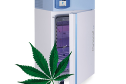 Participation at the International Conference Cannabis and Science X in Brno